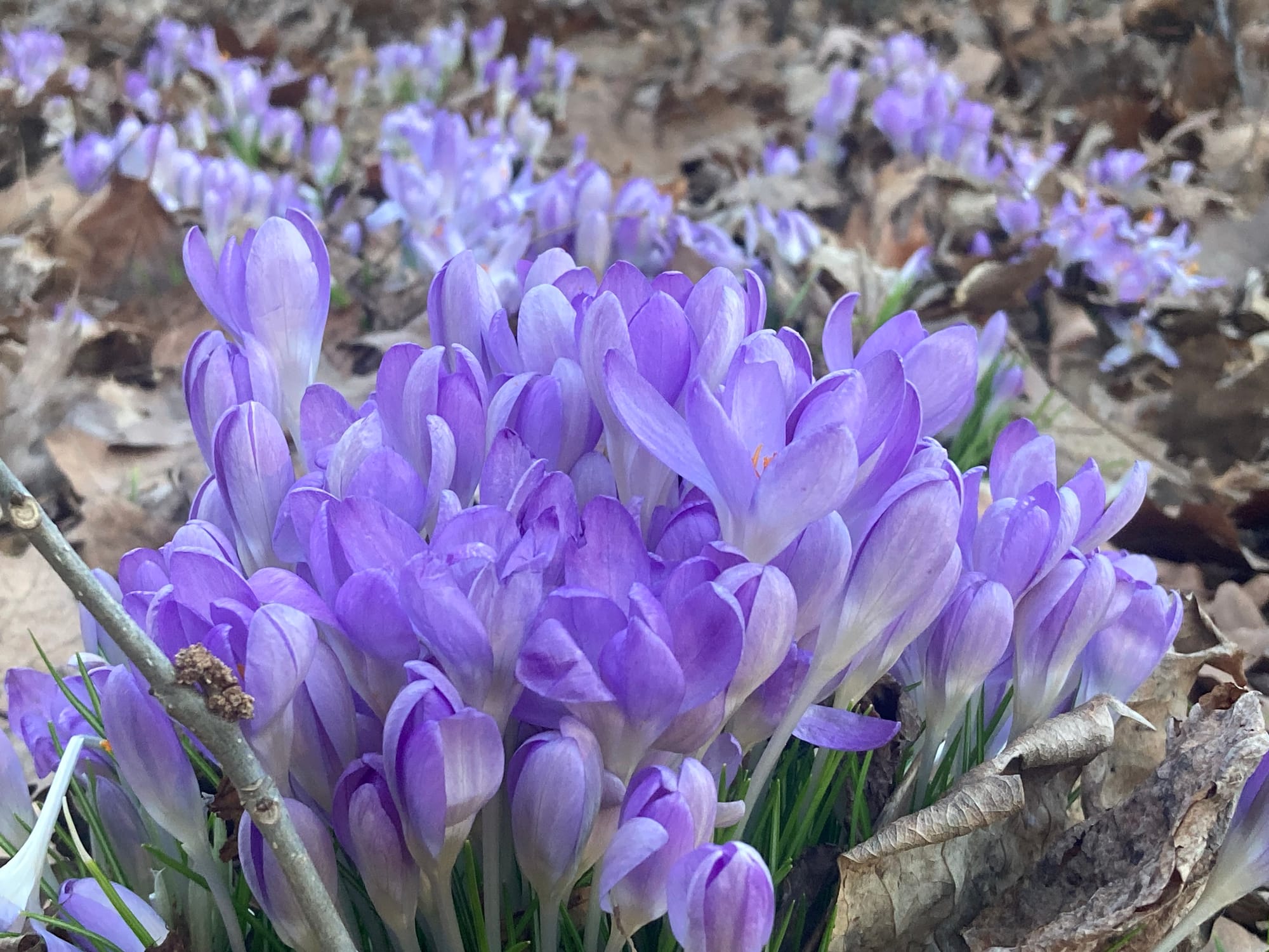 a cluster of snowdrops blooming in the woods