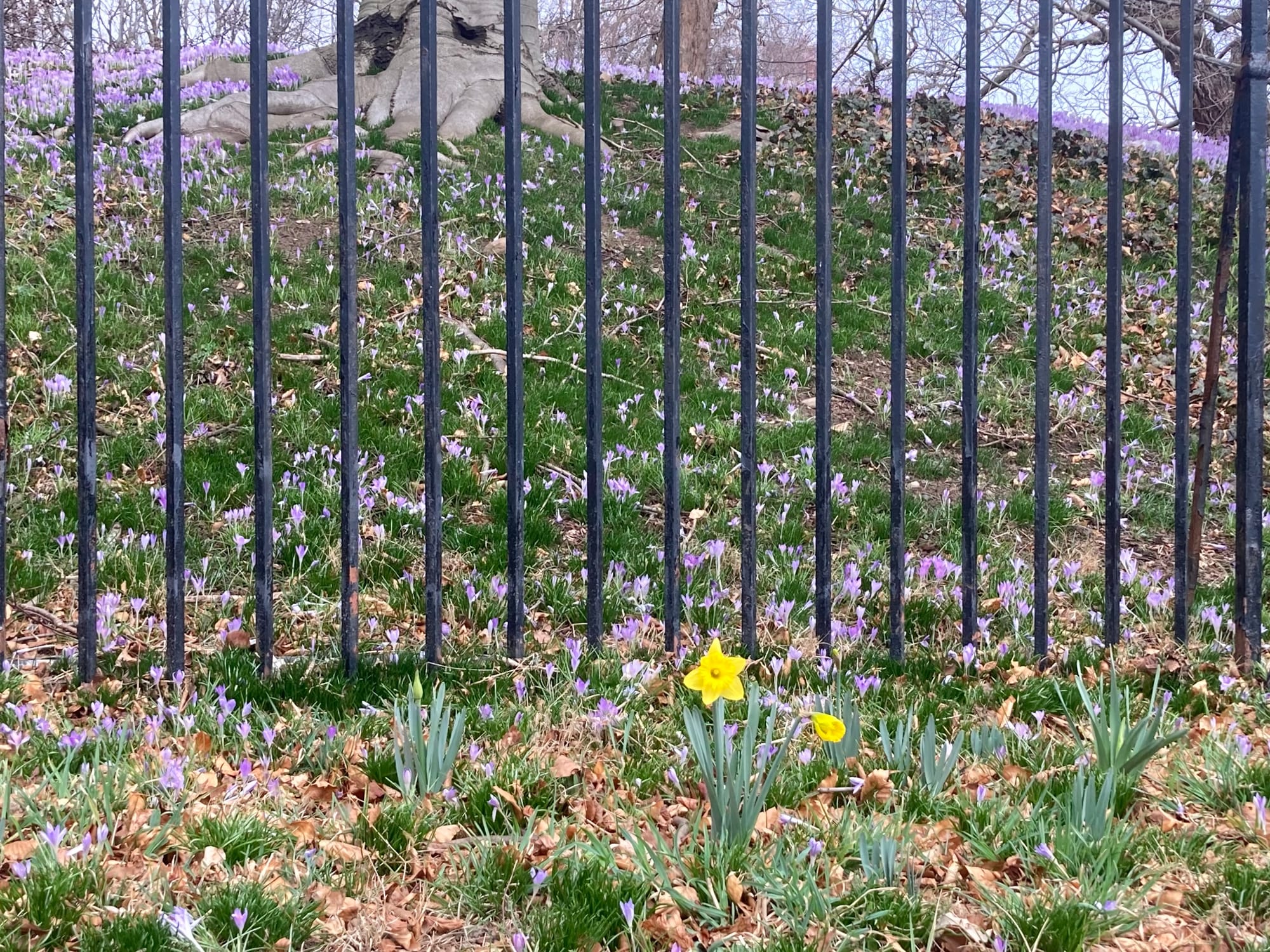 two daffodils blooming on the near side of an iron fence with a hill of crocuses behind